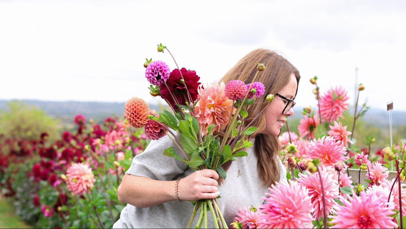 Person holding a bouquet of flowers in a field of dahlias